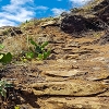 Plants: image 62 Of 208 Thumb